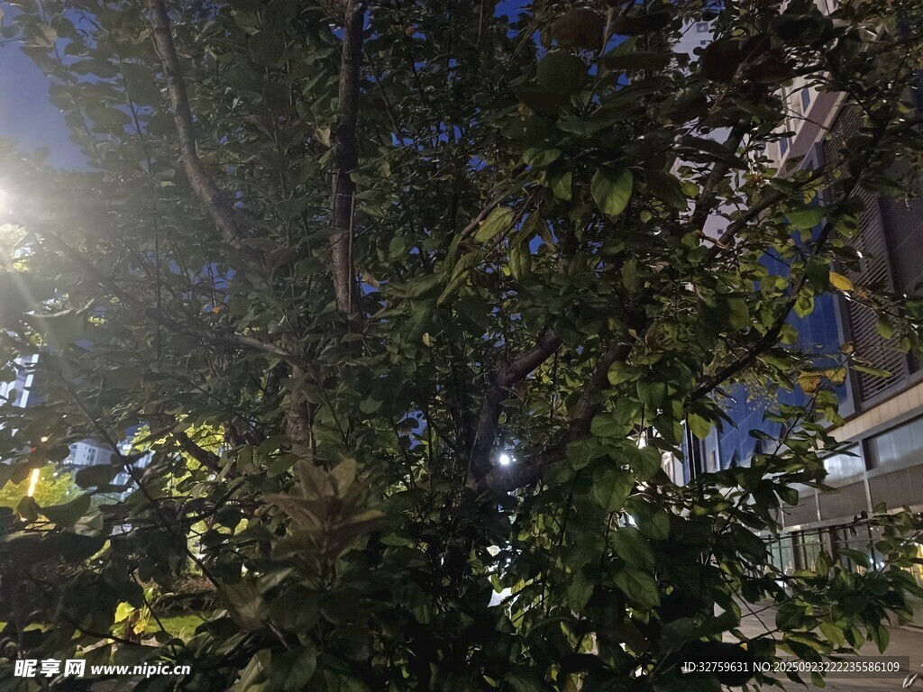 夜晚繁茂绿植与城市灯光