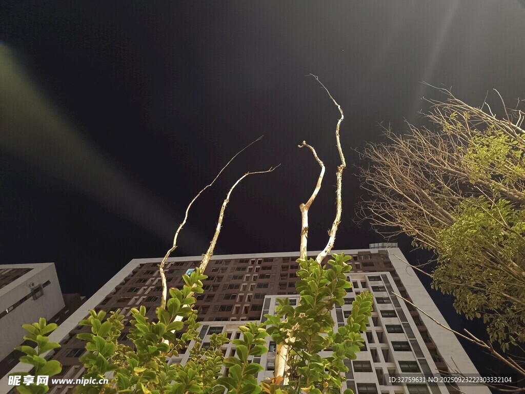 楼顶绿植与伸展的细长枝条