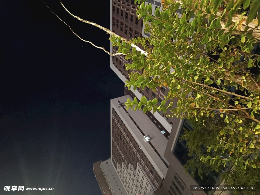夜晚楼宇旁的绿植景致