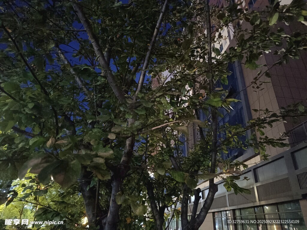 夜幕下的树木与建筑