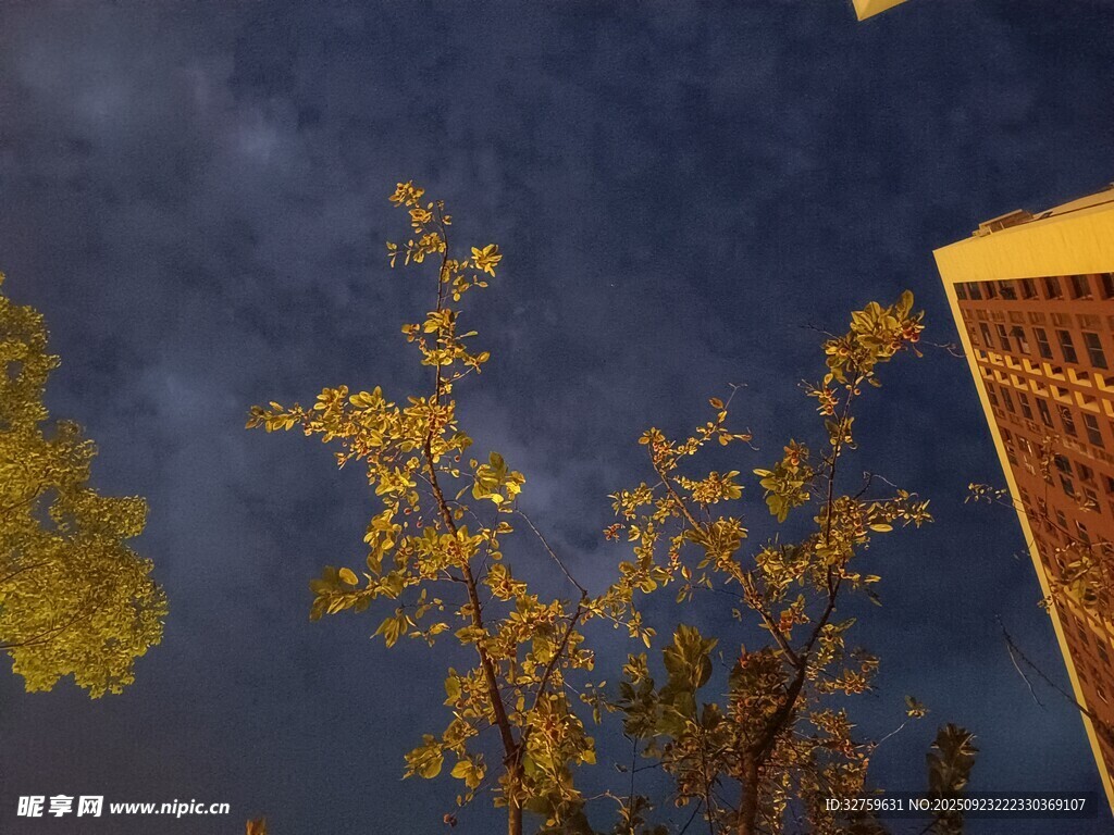 夜空下的树木与建筑一角