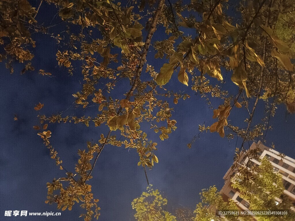 秋日树梢与蓝天景象
