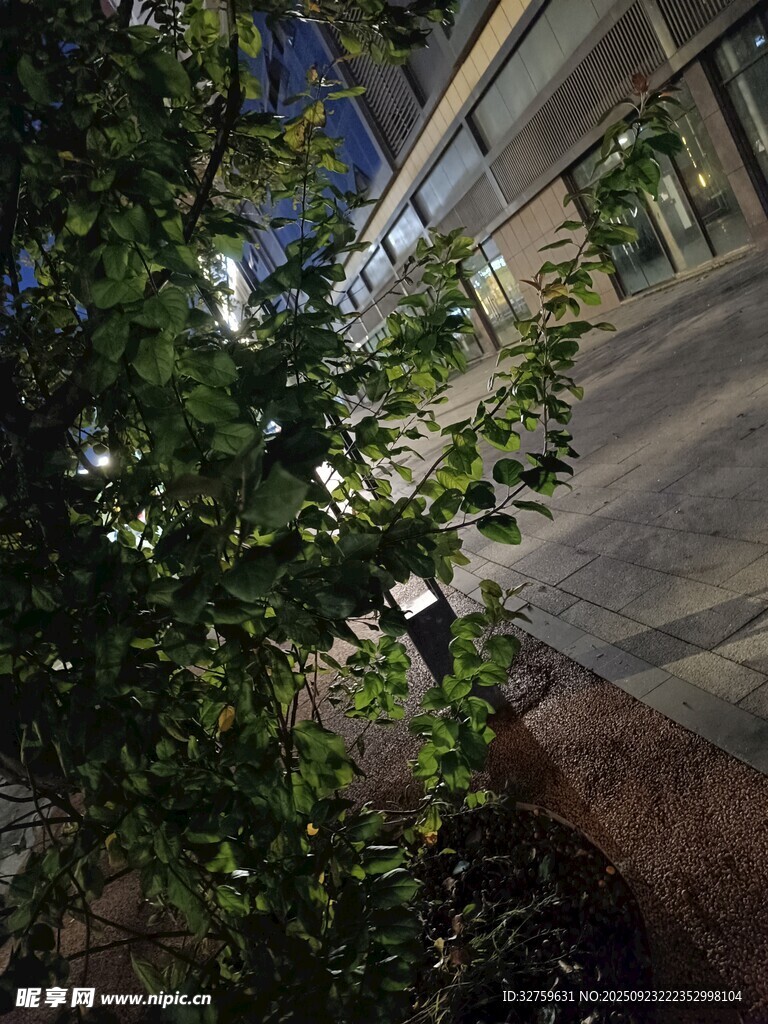 街边绿植与建筑一角