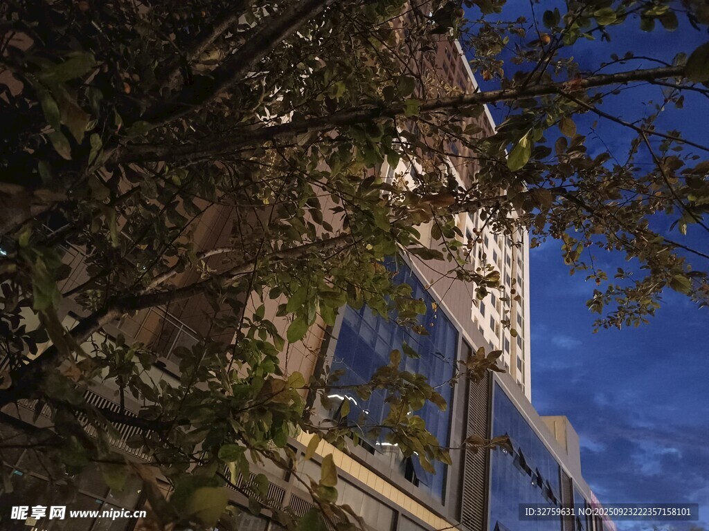 透过枝叶看高楼建筑