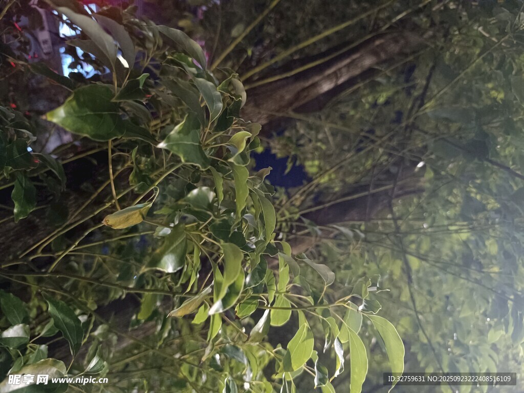 丛林中的绿叶与藤蔓