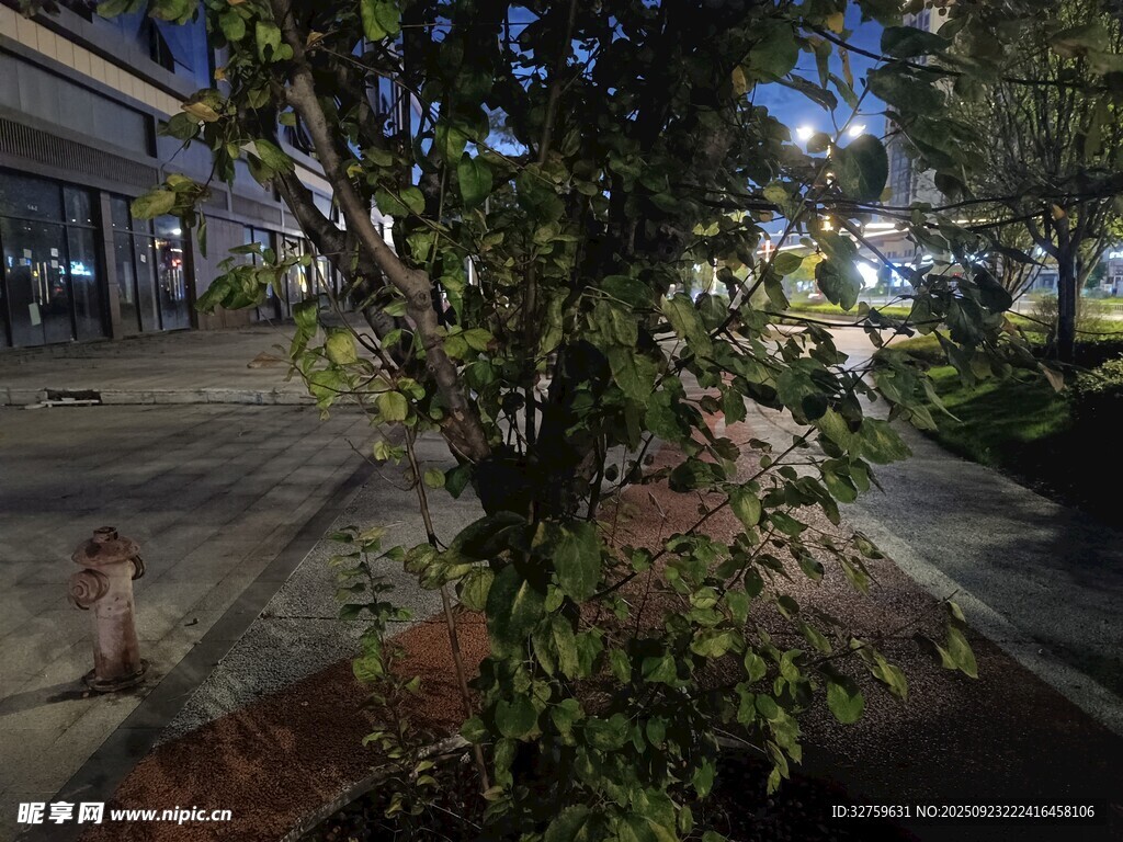 夜晚街边绿植景观