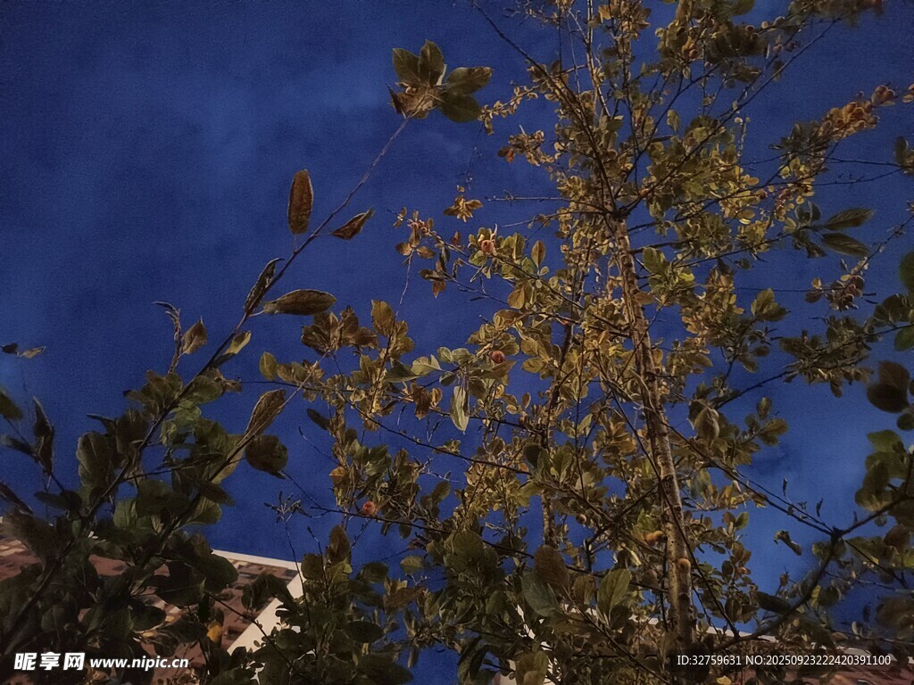 夜空下的树木剪影