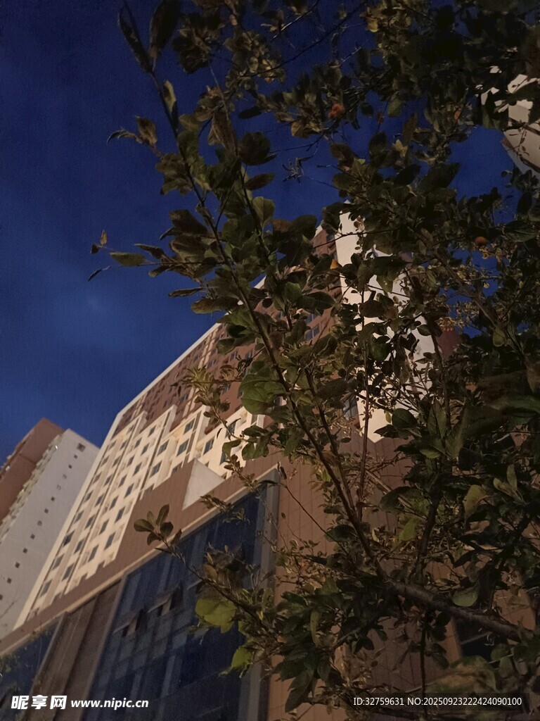 夜幕下的建筑与繁茂枝叶