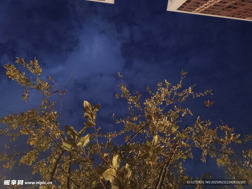 夜空下的繁茂树枝
