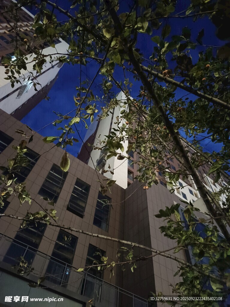 仰视城市建筑与枝叶