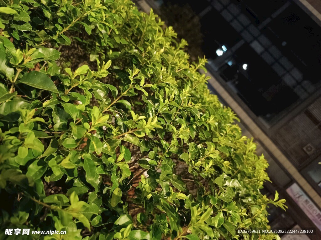 夜晚中的翠绿灌木丛