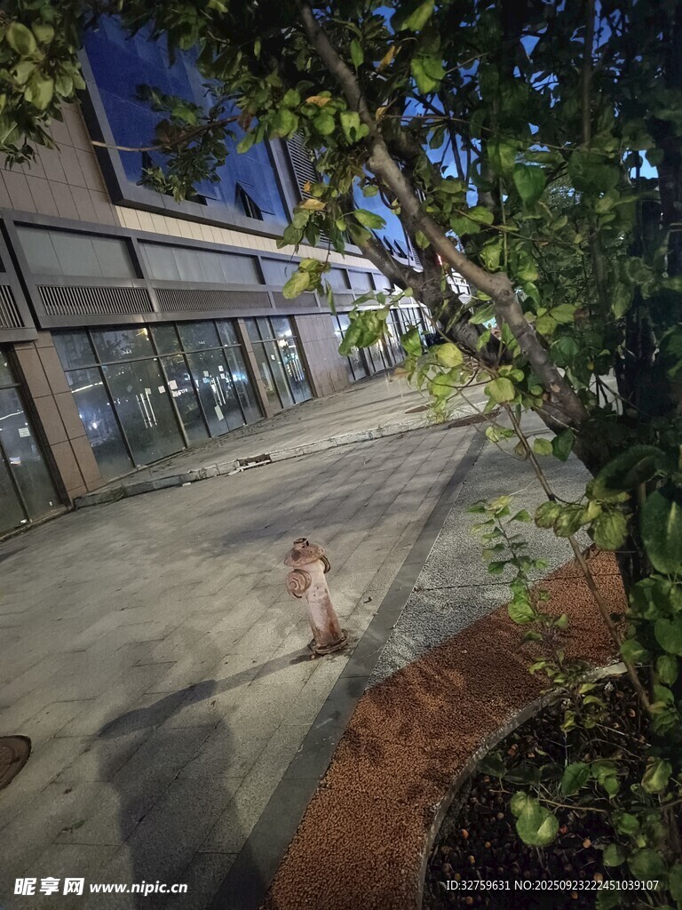 夜晚街边的小狗与绿植