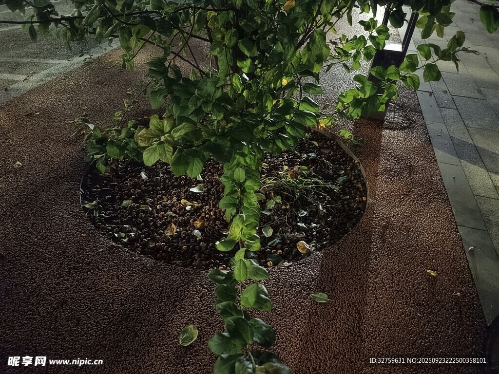 庭院绿植装饰景观