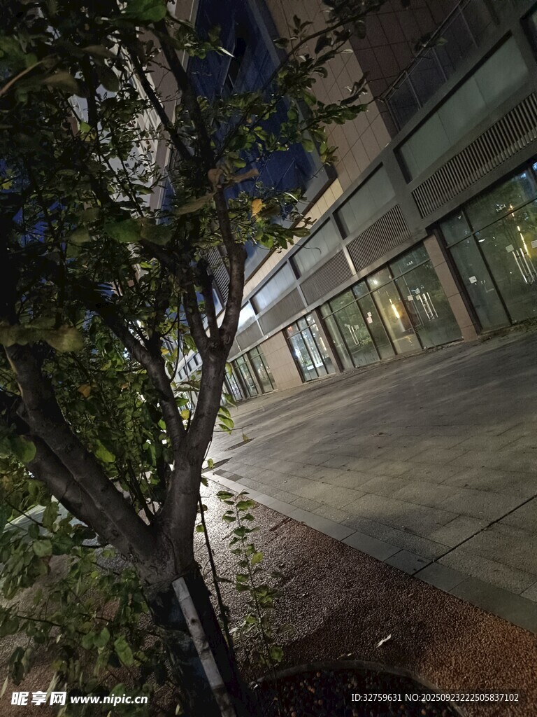 夜晚街边树木与建筑景象