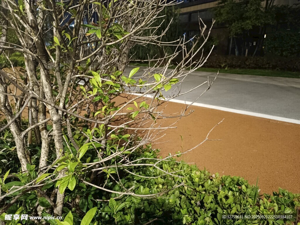 路边绿植与裸露土地景象