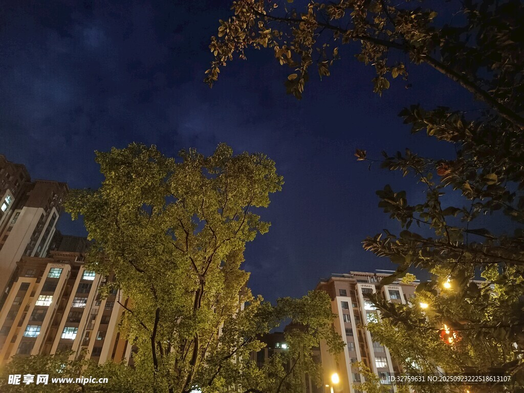 夜幕下的楼宇与葱郁树木