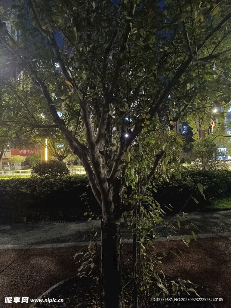 夜晚街边树木朦胧景象