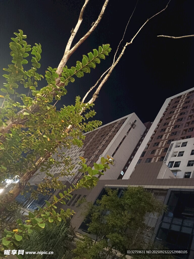 夜下建筑旁的绿植景观