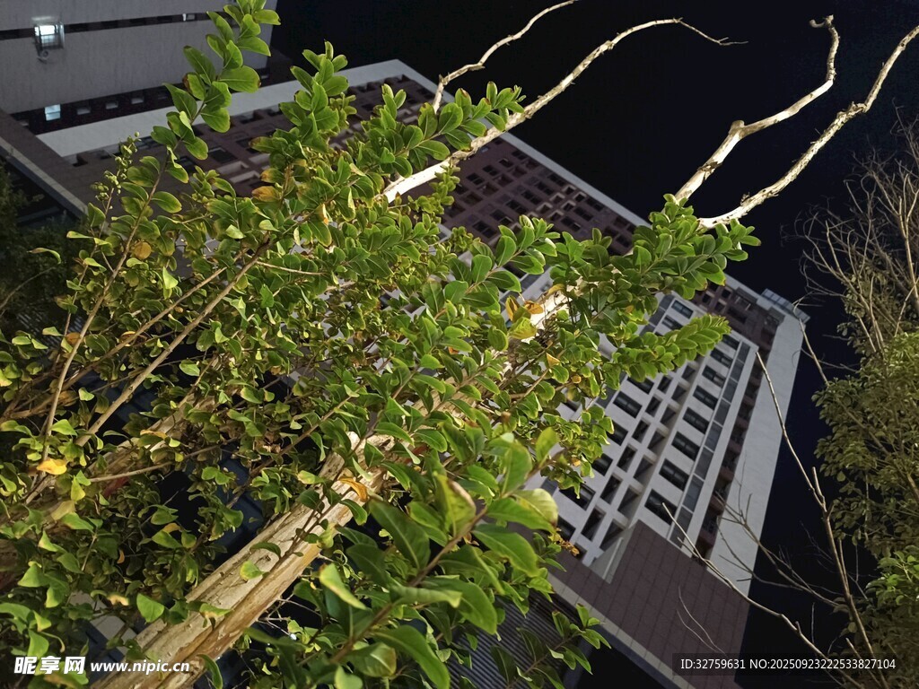 夜间绿植旁的建筑一角