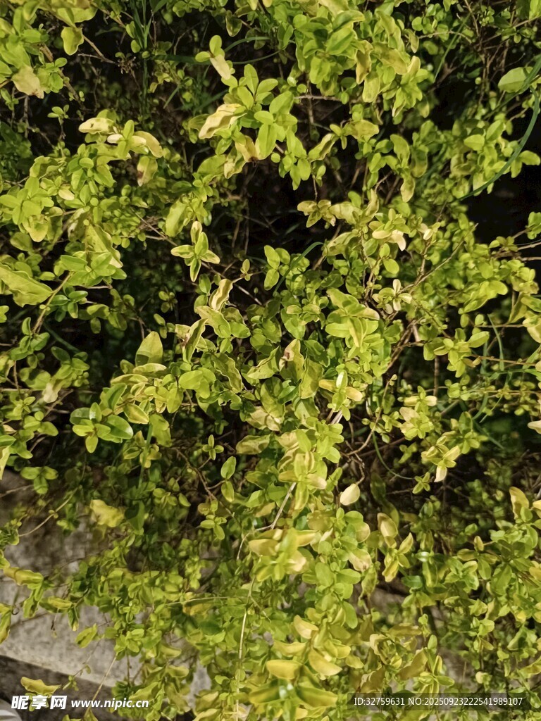 翠绿繁茂的树叶景象