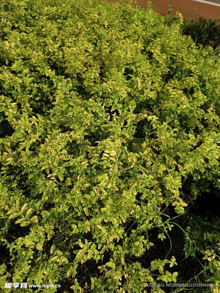 翠绿繁茂的绿植景观