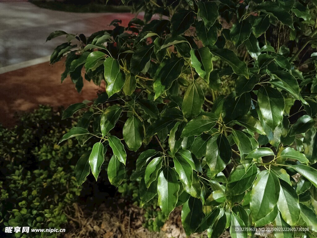 翠绿繁茂的灌木植物