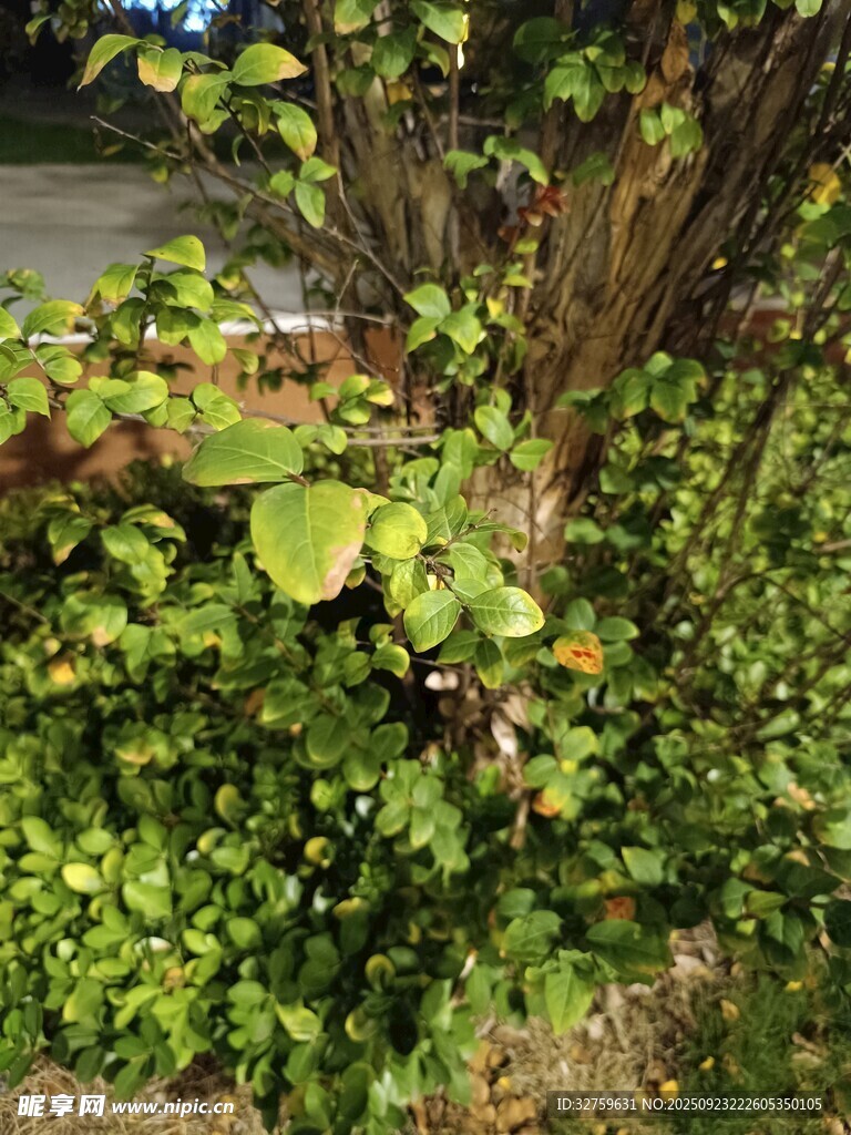 绿叶繁茂的植物景观