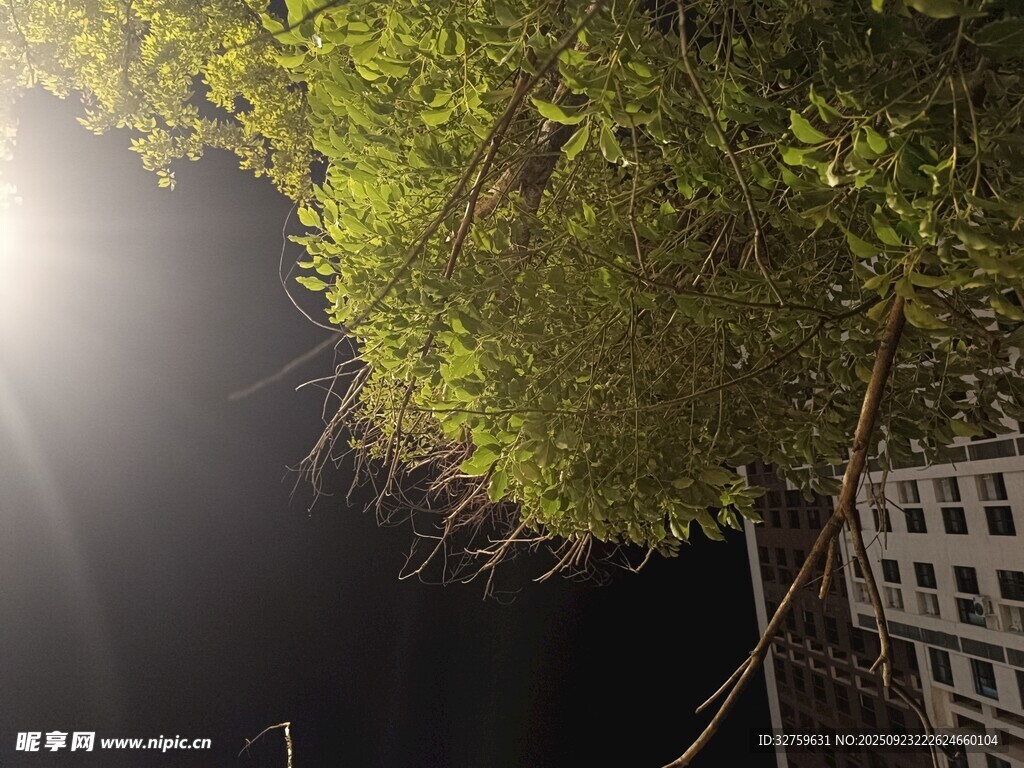 月光下的绿植与建筑一角
