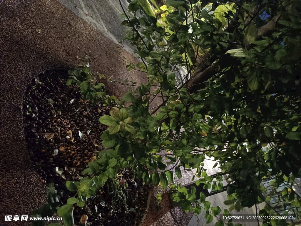 树下景观