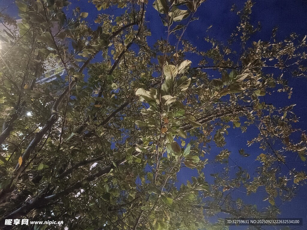 蓝天映衬下的繁茂树枝
