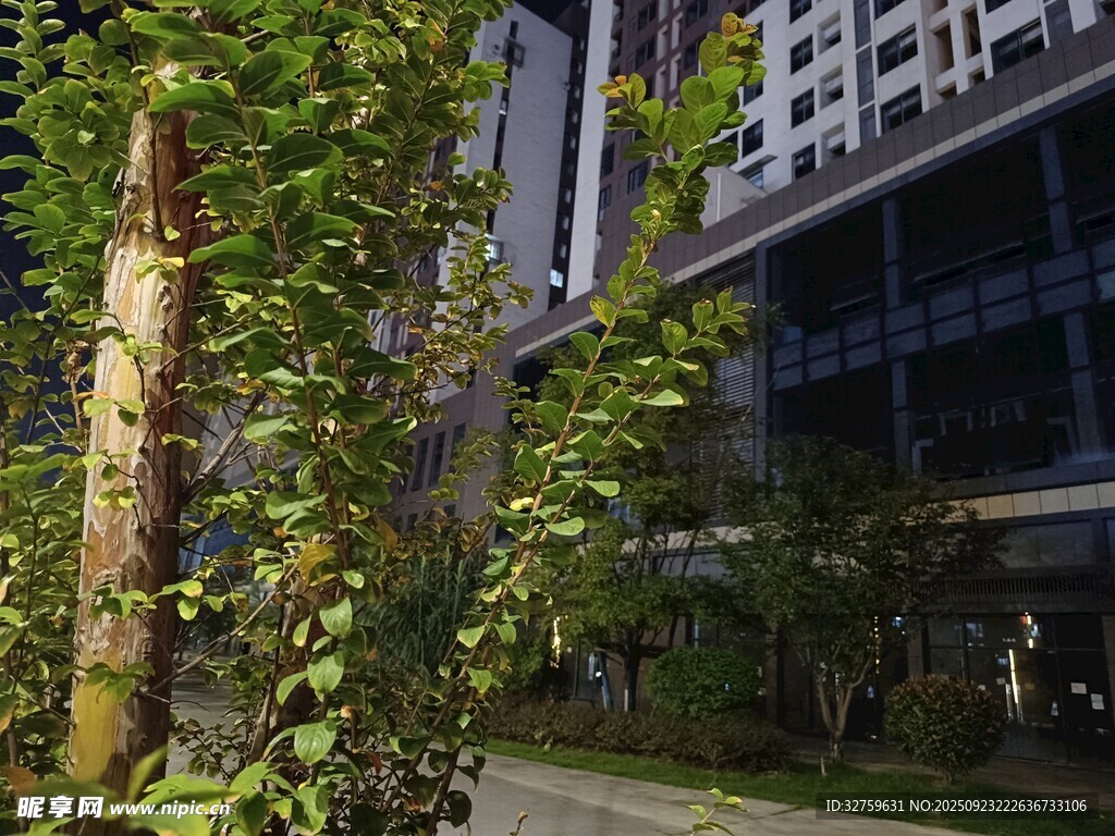 城市中葱郁的绿植景观