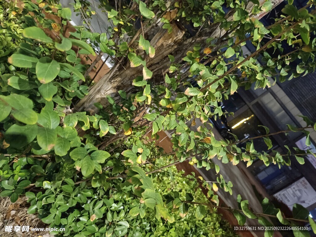 繁茂绿植覆盖的角落