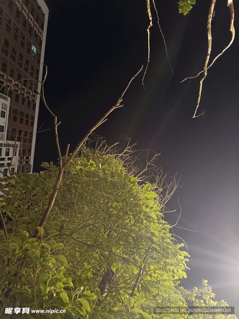 夜下绿植与高楼一角
