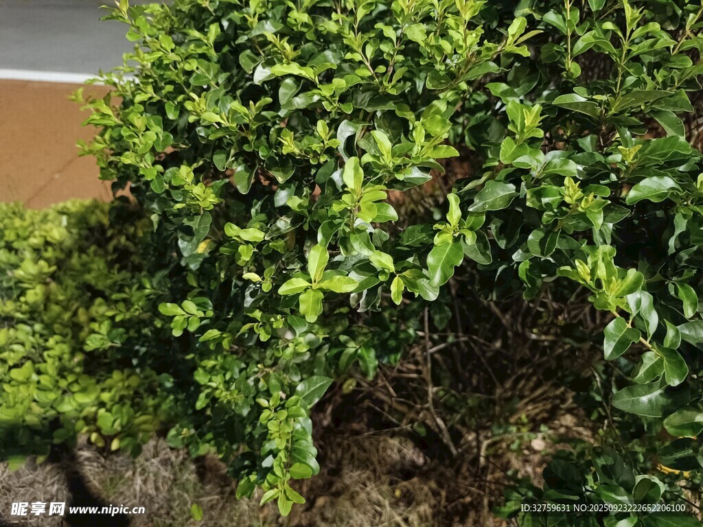 翠绿繁茂的灌木植物