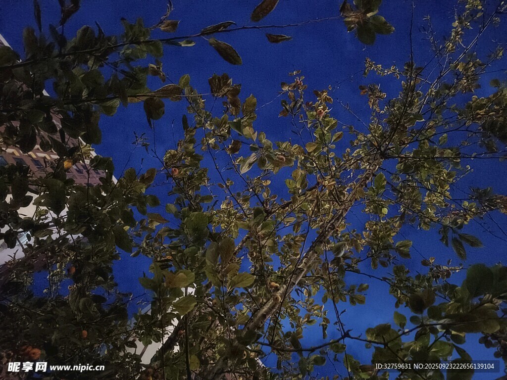 蓝天映衬下的繁茂树枝