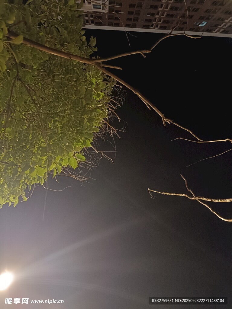 夜晚绿植旁的灯光景象