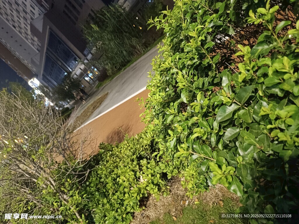 繁茂绿植覆盖的户外场景