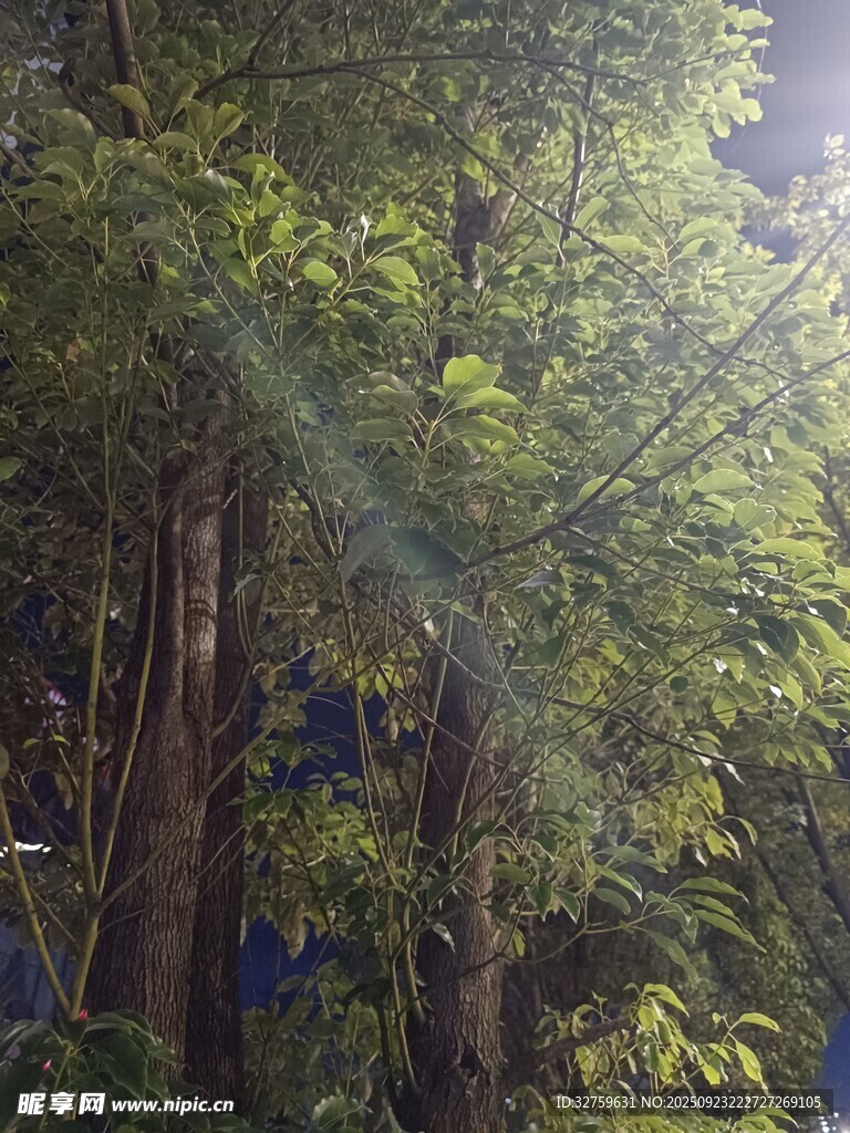 阳光穿透茂密树林景象