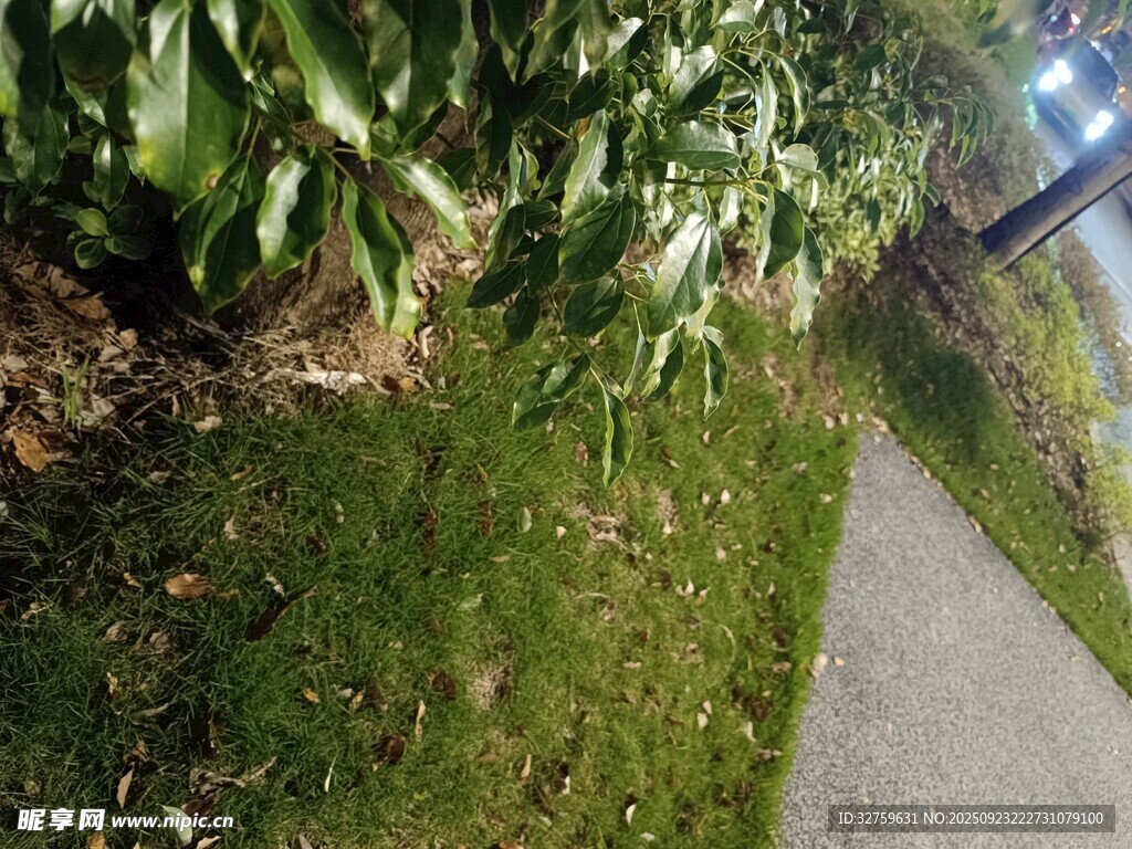 夜间路边绿植景观