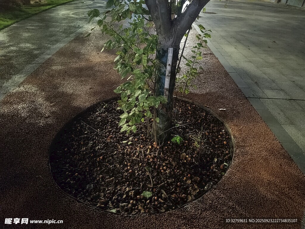 树穴景观 