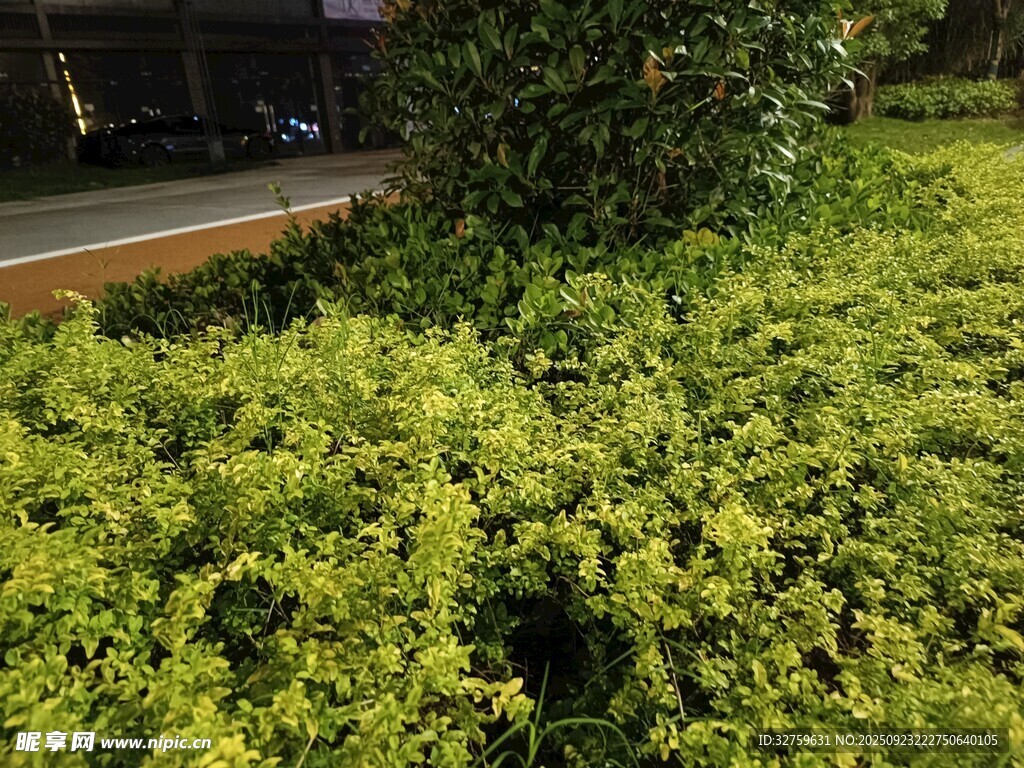 翠绿灌木景观