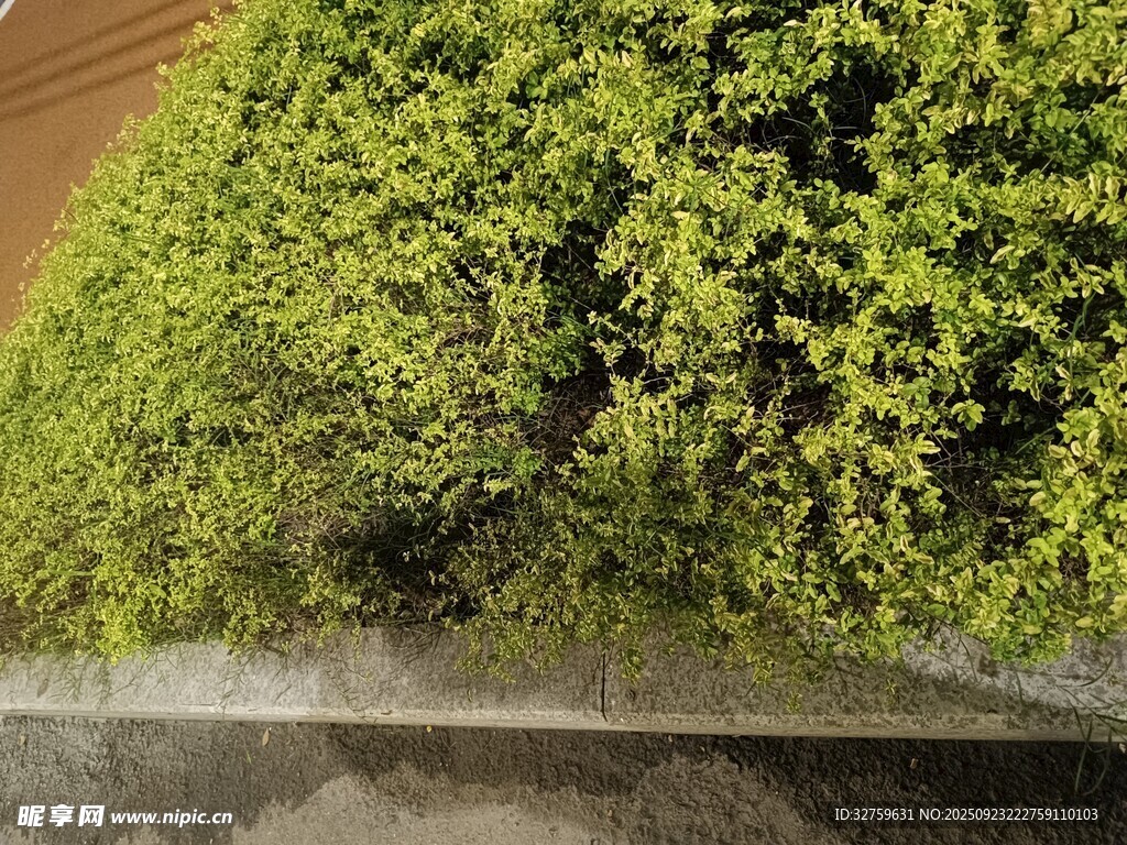 翠绿繁茂的攀爬绿植