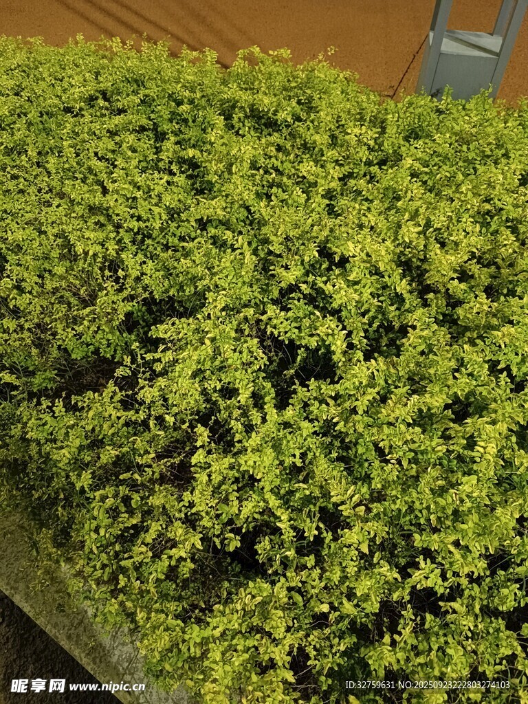 翠绿茂盛的苔藓植物