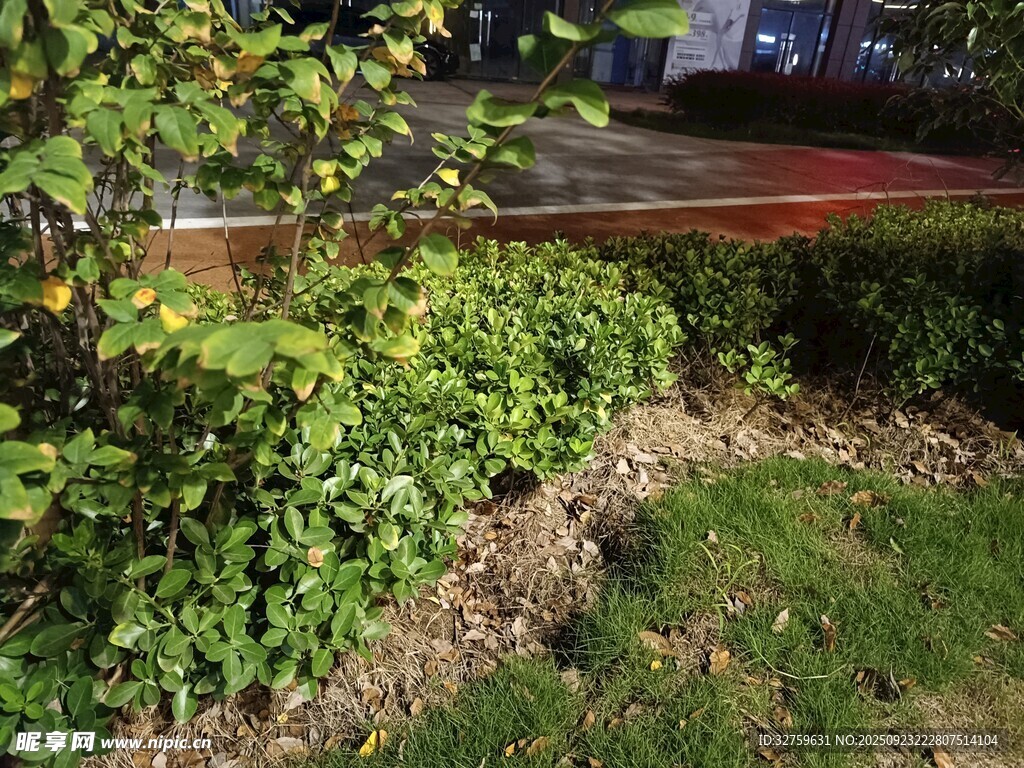 庭院绿植景观一角