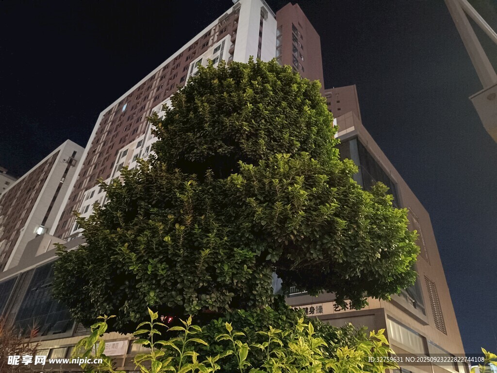 高楼间的葱郁绿植