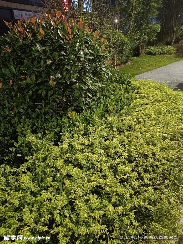 绿意盎然的庭院植物景观