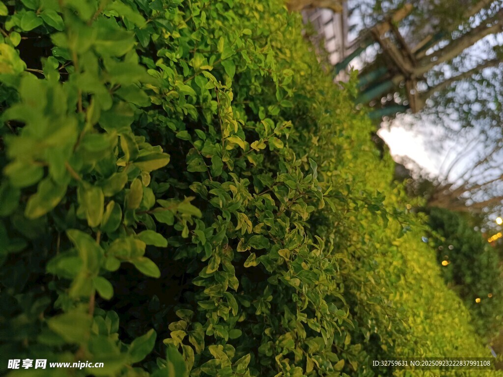 翠绿繁茂的生机植物墙