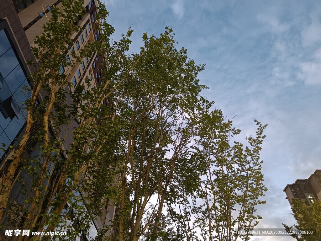 蓝天绿树间的建筑景致