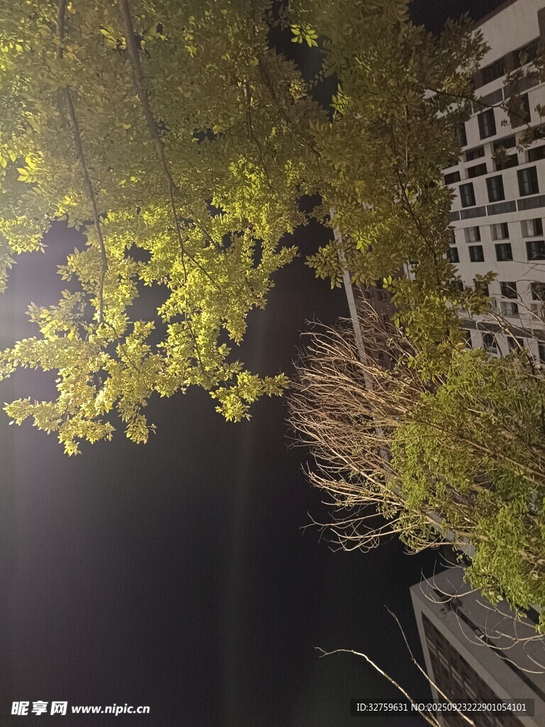 夜晚楼下的树木与建筑