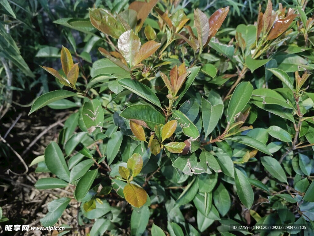 绿叶红边植物特写